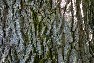 Embossed texture of the bark of oak with green moss. Panoramic photo of the oak texture.