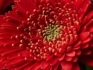 Beautiful blooming pink gerbera flower. Close-up photo.