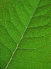 Fototapeta na wymiar Collection of green leaves, isolated on white background
