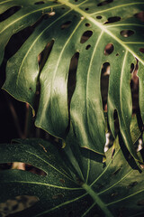 Close-up of Monstera deliciosa leaf in garden. Swiss cheese plant in Tropical forest at botanical. Moody tone.