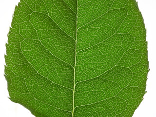 Collection of green leaves, isolated on white background