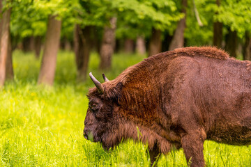 european bison in Prioksko-Terrasny Nature Biosphere Reserve