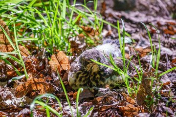 A fieldfare chick, Turdus pilaris, has left the nest and sitting on the spring lawn. A fieldfare chick sits on the ground and waits for food from its parents.