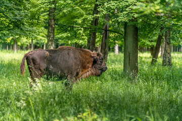 Fototapeta premium european bison in Prioksko-Terrasny Nature Biosphere Reserve