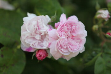 Blooming roses in the garden of St. Anne's park, Dublin 