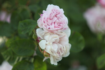Blooming roses in the garden of St. Anne's park, Dublin 