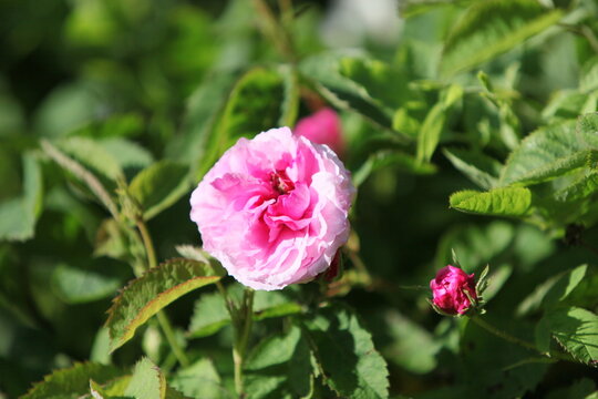 Blooming roses in the garden of St. Anne's park, Dublin 