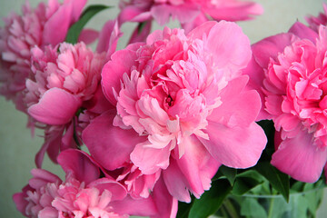 pink flowers pink peonies