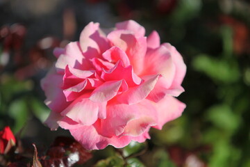 Blooming roses in the garden of St. Anne's park, Dublin 
