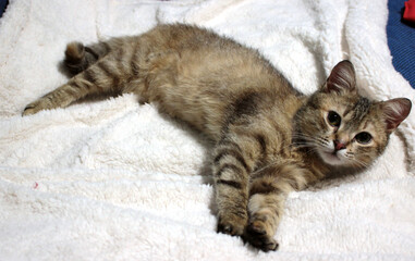 gatto europeo