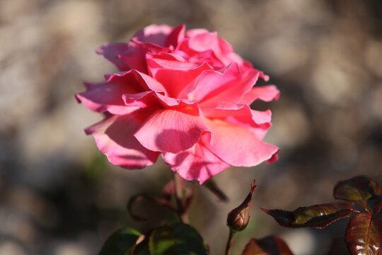 Blooming roses in the garden of St. Anne's park, Dublin 