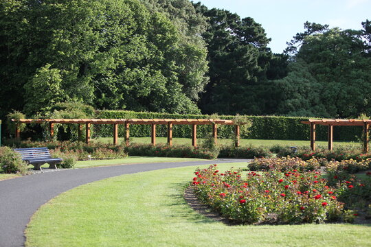 Blooming roses in the garden of St. Anne's park, Dublin 