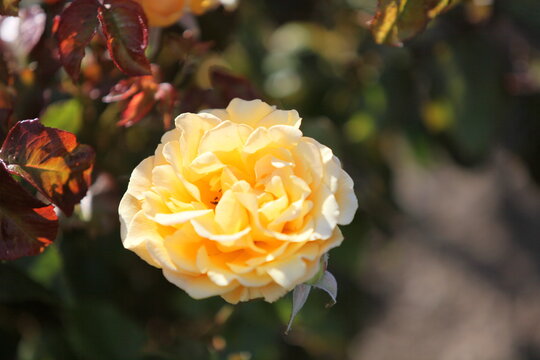 Blooming roses in the garden of St. Anne's park, Dublin 