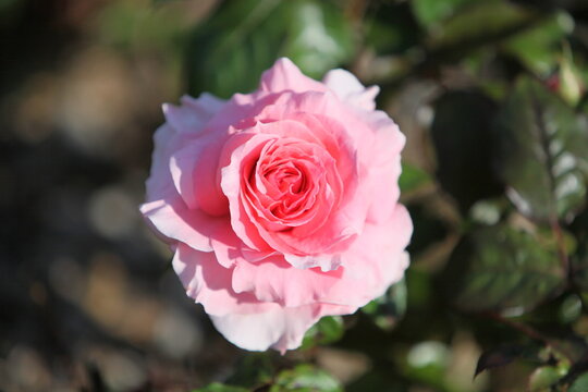 Blooming roses in the garden of St. Anne's park, Dublin 