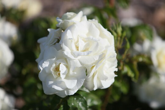 Blooming roses in the garden of St. Anne's park, Dublin 