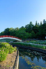 Fototapeta premium 愛知県豊橋市賀茂しょうぶ園