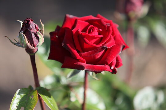 Blooming roses in the garden of St. Anne's park, Dublin 