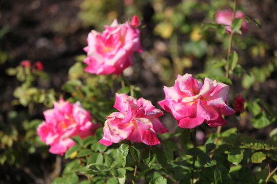 Blooming roses in the garden of St. Anne's park, Dublin 