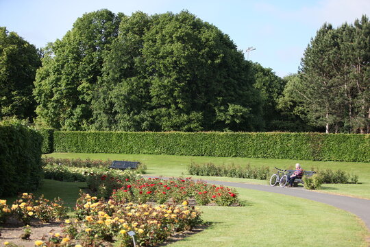 Blooming roses in the garden of St. Anne's park, Dublin 