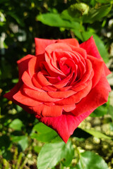 Blooming red rose flower in the garden