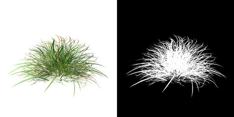 Front view of Plant (Grass 2) Tree png with alpha channel to cutout made with 3D render