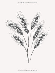 Hand-drawn ears of rye. Cereals on a light background isolated. Organic food concept. Can be used for your design. Vintage botanical illustration.