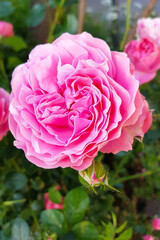 Blooming Pink rose flower in the garden