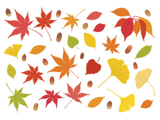 Fototapeta na wymiar 紅葉と木の実　秋の素材