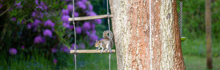 Cute squirrel in garden