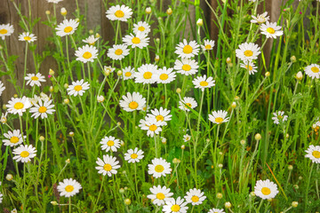 Fototapeta premium Field daisies. Chamomile and herbs. Wildflowers.