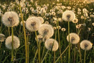 fluffy dandelions in meadow during sunset