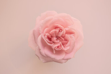 Strauchrose close up, rosa/gelb Touch