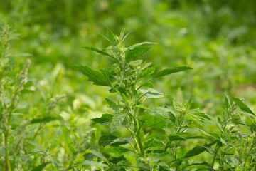 wild flower growing in hedge row with natural green background