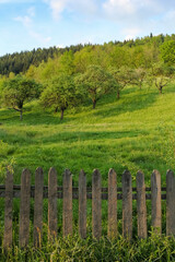 Fototapeta na wymiar rustic wooden fence and spring orchard