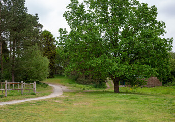 Fototapeta na wymiar Curved path and large tree in a park