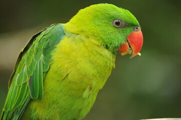 close-up of parrot standing alone in nature on blur background.