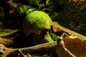 Closeup of an old skull covered with green moss buried in the Catacombs of Paris - France
