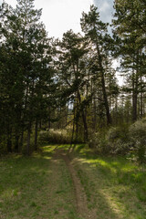 Fototapeta premium Landschaft im Sommer