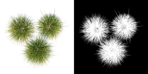 Top view of Plant (Grass Group 2) Tree png with alpha channel to cutout made with 3D render