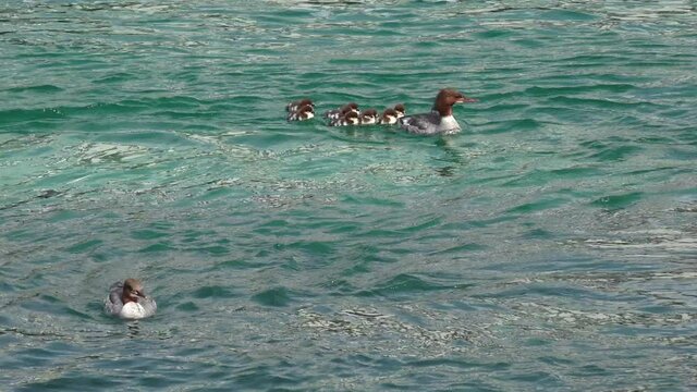 A closeup shot of a goosander  swimming with its chicks