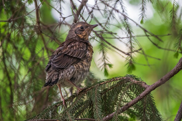 A fieldfare chick, Turdus pilaris, has left the nest and is sitting on a branch. A chick of...