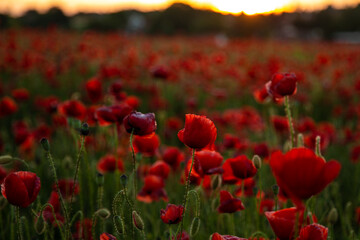 beautiful peonies and poppies