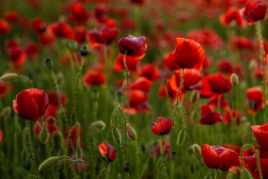 beautiful peonies and poppies © Sergei