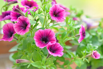 Closeup macro of pink or purple surfinia flowers in bloom pot in summer. Background of group...