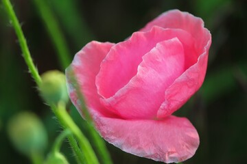 rosarote Blüte von Mohn 