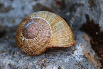 leeres Haus einer Schnecke