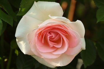 Rosenblüte in zarten Farben
