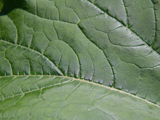 Abstract textured natural green background. Macrophotography of a green leaf illuminated by sunlight