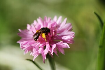 Sweat Bee gathering pollen on a pink flower.