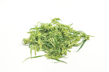 Top view of the green cannabis plant with male buds flowers isolated on white background. Alternative medicine. Flat lay. Marijuana plantation for medical concept.